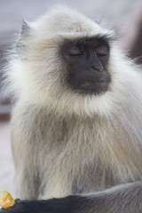 Hulman Hanuman with closed eyes