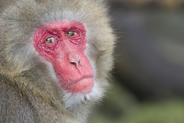 old male macaque