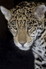 Jaguar in the night