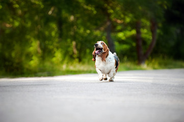 dog Basset hound running on the road