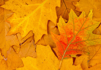 Naklejka na ściany i meble autumn background