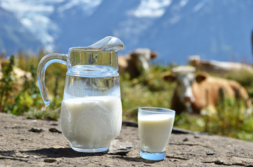 Jug of milk against herd of cows. Switzerland