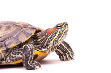 one Pond slider isolated on the white background