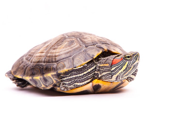 Obraz premium one Pond slider isolated on the white background