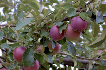 red apples with leaves on  branch