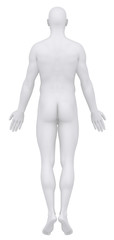 Male body in anatomical position posterior view clipping path