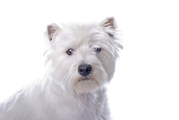 Westie on White