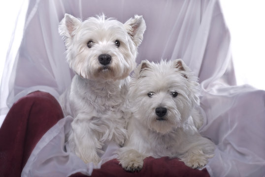 A pair of West Highland White Terriers