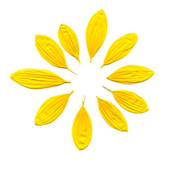 Naklejka premium scanned image of petals of a sunflower