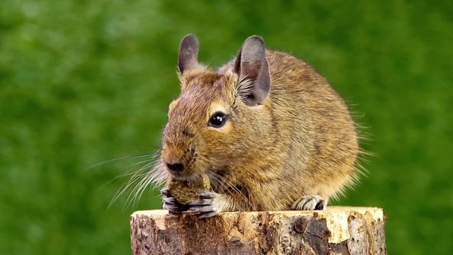 Feeding Degu