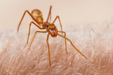 Female Myrmarachne plataleoides jumping spider