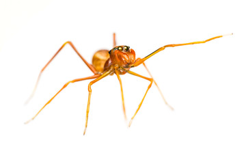 Isolated Female Myrmarachne plataleoides jumping spider