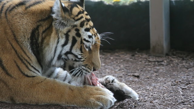Tiger eating a piece of meat