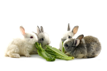 Four rabbit eat vegetable leaf