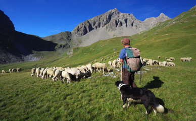 vie d'alpage - berger et son troupeau de moutons