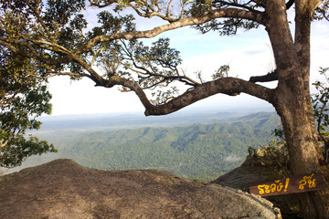 ancient tree on the top of mountain