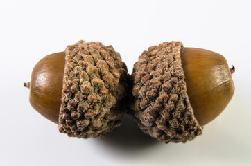 Acorns