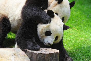 Naklejka premium panda