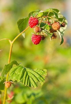 Branch  raspberry
