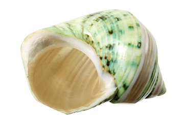 Seashell