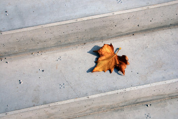 Yellow leaf on the stairs