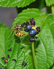 closeup of wasp that eating verbena fruit