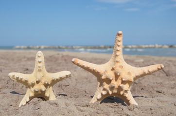 Fototapeta na wymiar starfishes with beach background
