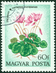 stamp printed in Hungary shows Cyclamen