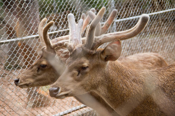 Siamese Eld's deer ,Brow-Antlered Deer ( Cervus eldi Siamensis)