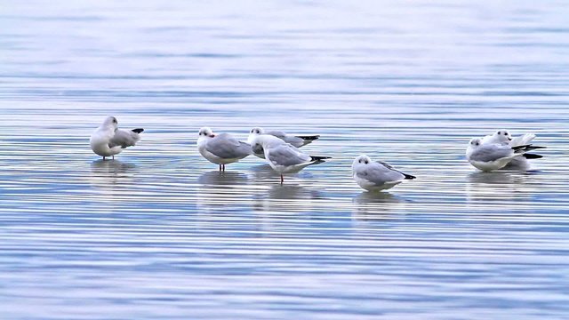 Seagulls bathing in the lake