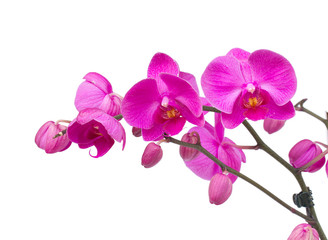 Obraz na płótnie Canvas orchidea oddział