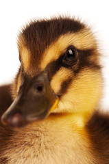 Domestic duckling