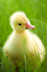 Domestic gosling