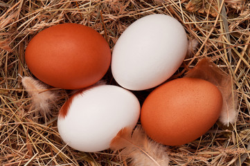 Eggs in nest
