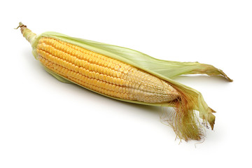 fresh corn