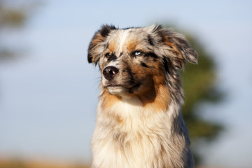Miniature Australian Shepherd