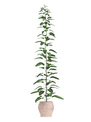 Bonsai tree in a pot