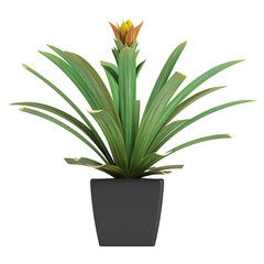 Flowering guzmania plant
