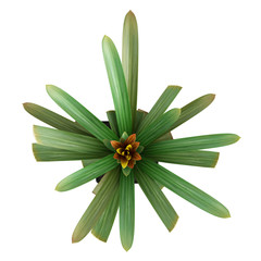 Flowering guzmania plant