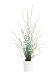 Ornamental juncus houseplant