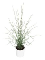 Ornamental juncus houseplant