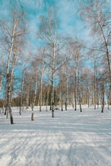Birch trees in the snow
