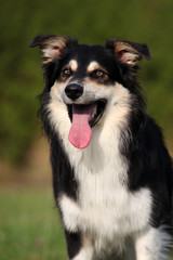 Australian Shepherd