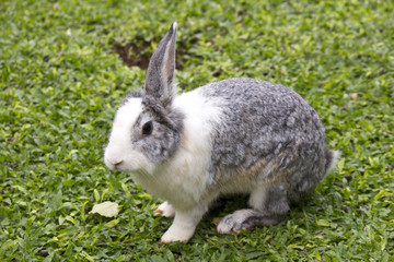 rabbit on green grass