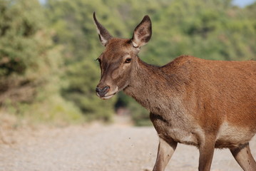biche