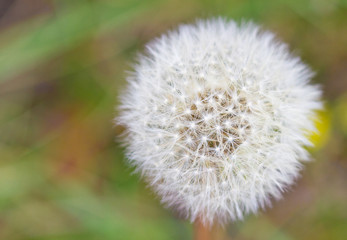 Dandelion with textspace