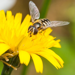 Tasting Yellow
