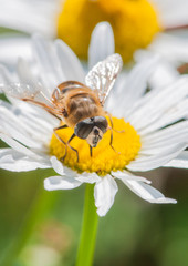 Hoverfly Feeding