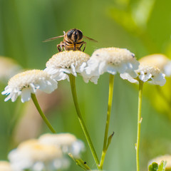 Conquering The Feverfew