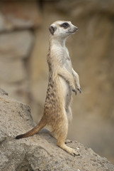 Suricate